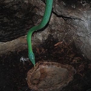 Rhinoceros Ratsnake