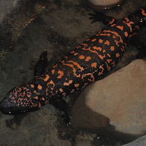 Gila Monster