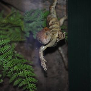 Solomon Islands Giant Skink