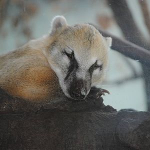 South American Coati