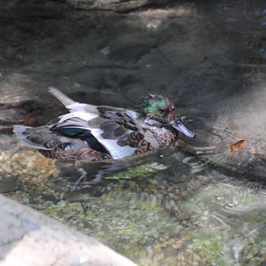 Falcated Duck