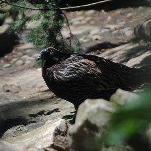 Koklass Pheasant