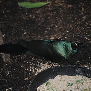 Long-Tailed Glossy Starling