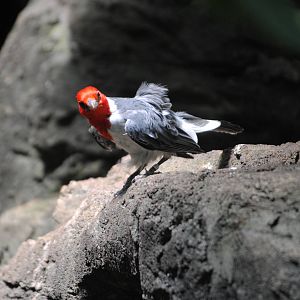 Red-Crested Cardinal