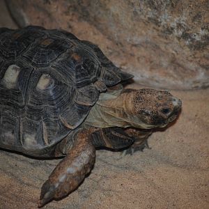 Texas Gopher Tortoise