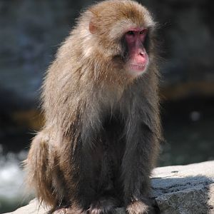 Japanese Macaque