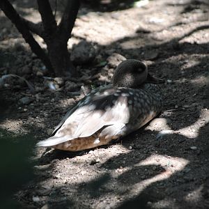 Marbled Teal