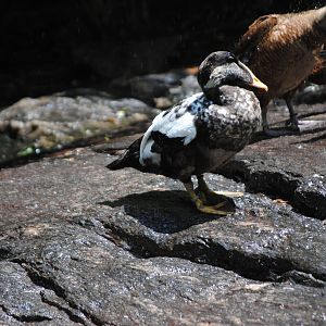 Spectacled Eider