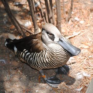 Pink-Eared Duck