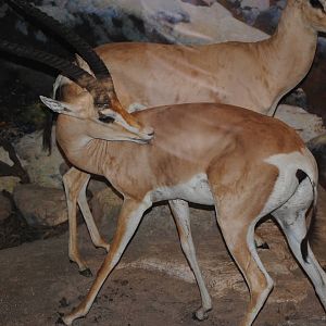 Grant's Gazelles