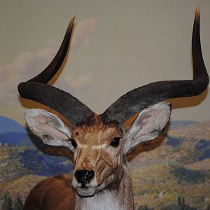 Mountain Nyala