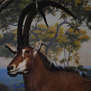 Giant Sable Antelope