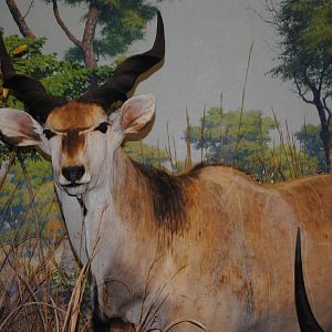 Giant Eland