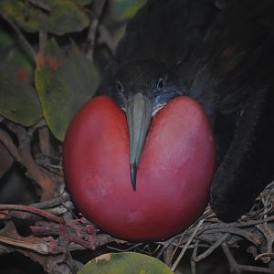Magnificent Frigatebird