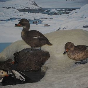 Labrador Ducks