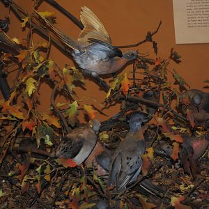 Passenger Pigeons