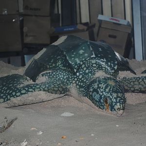 Leatherback Sea Turtle