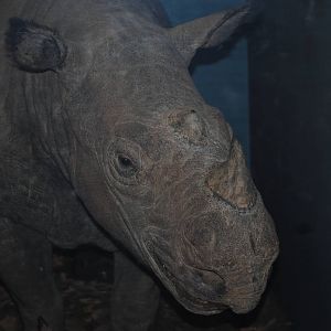 Sumatran Rhinoceros