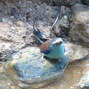 Racquet-tailed Roller - World of Birds 031215