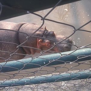 Skopje zoo & Bitola zoo