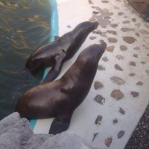 Skopje zoo & Bitola zoo