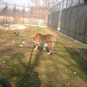 Skopje zoo & Bitola zoo