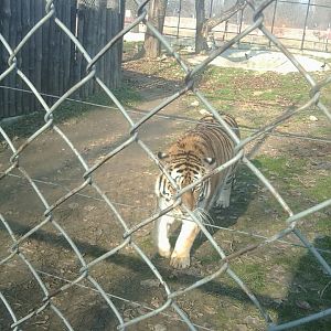 Skopje zoo & Bitola zoo