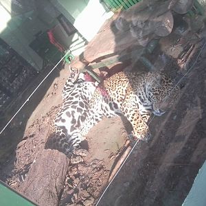 Skopje zoo & Bitola zoo