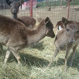 Skopje zoo & Bitola zoo