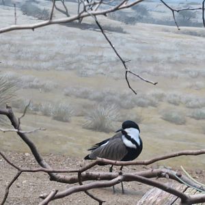 Spur-winged Lapwing - World of Birds 031215