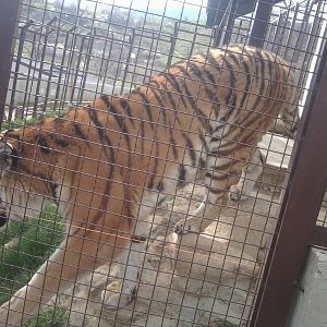 Skopje zoo & Bitola zoo