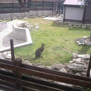 Skopje zoo & Bitola zoo