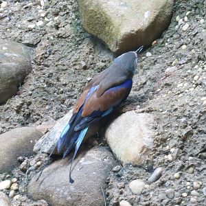 Racquet-tailed Roller - World of Birds 031215