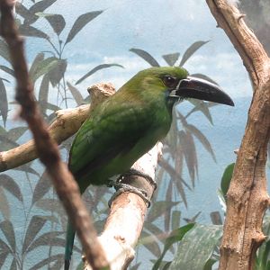 Crimson-rumped Toucanet - World of Birds 031215