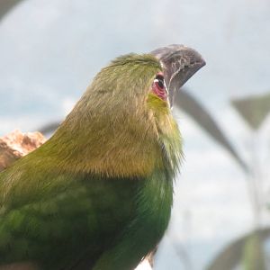 Crimson-rumped Toucanet - World of Birds 031215