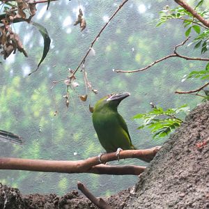 Crimson-rumped Toucanet - World of Birds 031215