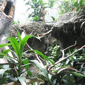 Crimson-rumped Toucanet - World of Birds 031215