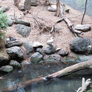 Smew - World of Birds 031215