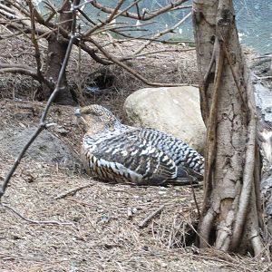 Capercaillie - World of Birds 031215