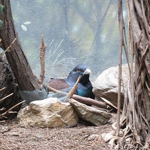 Capercaillie - World of Birds 031215