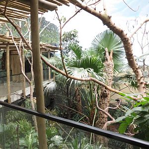 African rainforest - World of Birds 031215