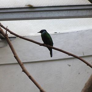 Emerald Starling - World of Birds 031215