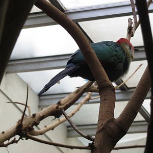 Red-crested Turaco - World of Birds 031215