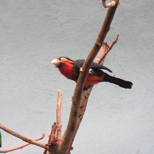 Bearded Barbet - World of Birds 031215