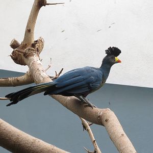 Great Blue Turaco - World of Birds 031215