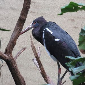 Abdims Stork - World of Birds 031215