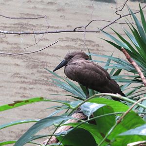 Hamerkop - World of Birds 031215