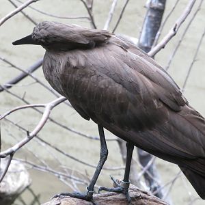 Hamerkop - World of Birds 031215