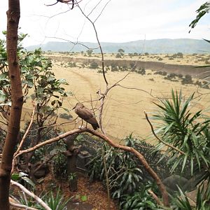 Hamerkop - World of Birds 031215