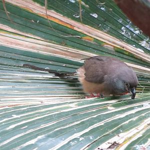 Speckled Mousebird - World of Birds 031215